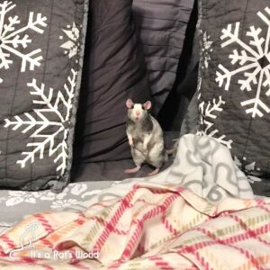 What To Do If Your Rat Escapes Their Cage – Lafeber Co. – Small Mammals