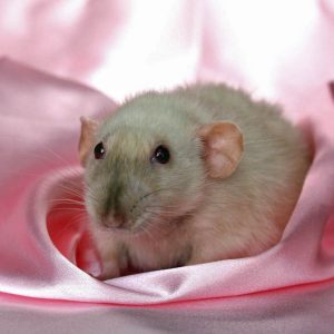 rat on pink fabric