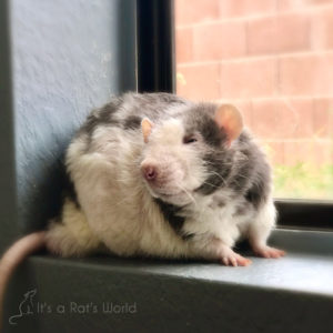 A rat standing by a windowsill