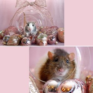 two image showing two different rats on the same set with ornaments but shot at different angles