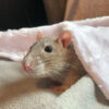 rat poking head out from under a pink blanket
