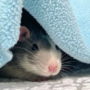 rat peeking out from blue blanket