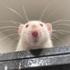 rat atop cage peers down at camera