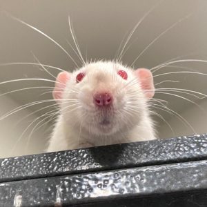 Ideas for cage set-up? : r/RATS