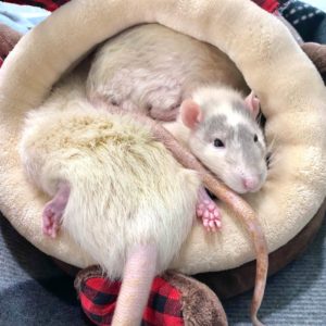 three rats piled into a cuddle cup bed