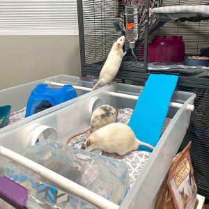 rats crossing ramp from cage to play area