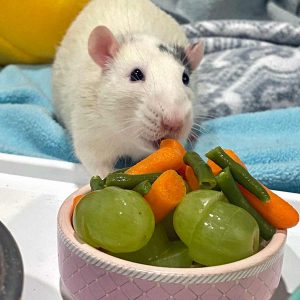 rat eating carrot from bowl