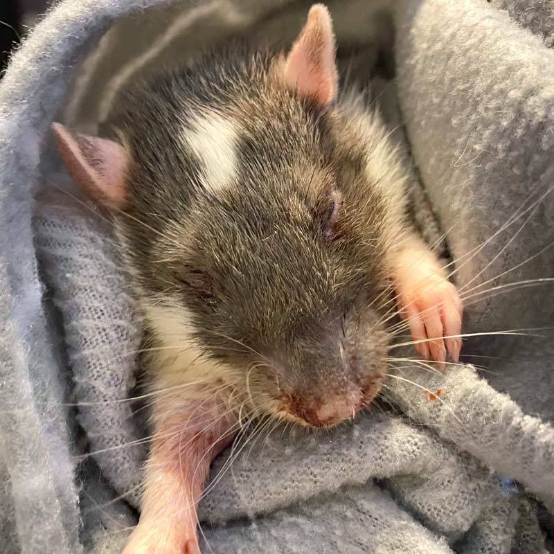 Is My Rat Sick Or In Pain? Know The Signs – Lafeber Co. – Small Mammals