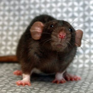 rat posed on gray and white background