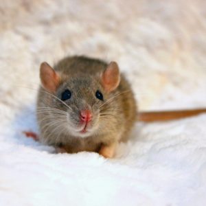 rat sitting on fabric looking at camera