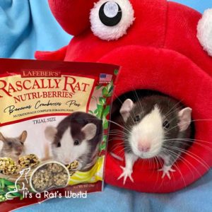 rat posed with rat bed and rat food
