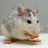 rat nibbling food