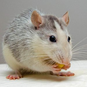 Alimento para mordisquear ratas