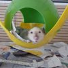 rat resting in hideaway in cage