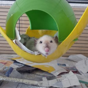 best cage for 2 rats