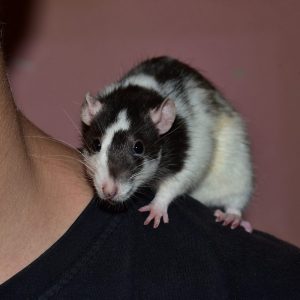 rat sitting on someone's shoulder
