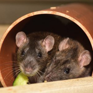 two rats cuddled in a tunnel