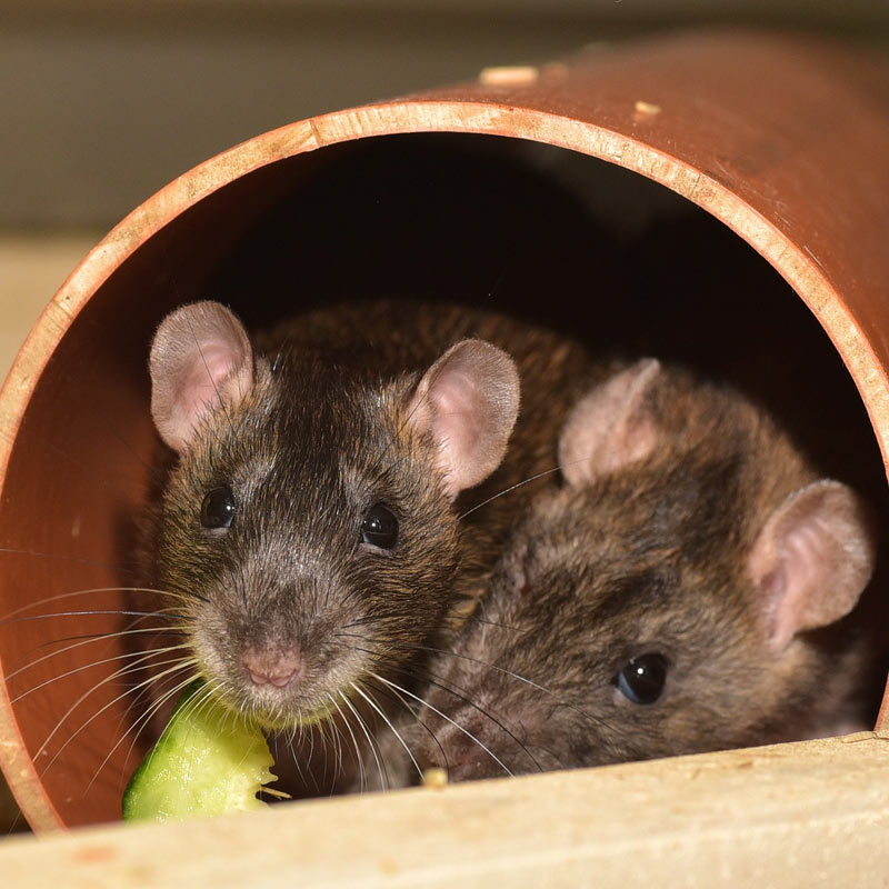 male fancy rat