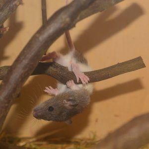 rat climbing a twig