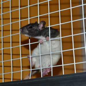 rat climbing cage wall