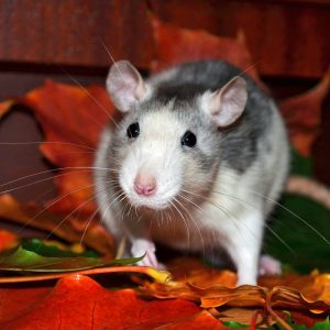 rat standing on fake leaves