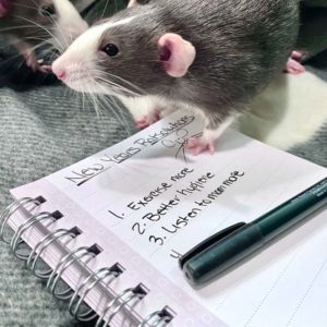 two rats by notepad and pen with a New Year's resolution list