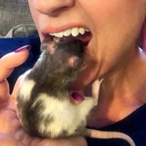 rat peering into woman's mouth
