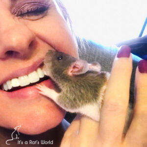 The Quirky Side Of Rats – Lafeber Co. – Small Mammals