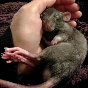 Forming A Bond With Your Rats – Lafeber Co. – Small Mammals