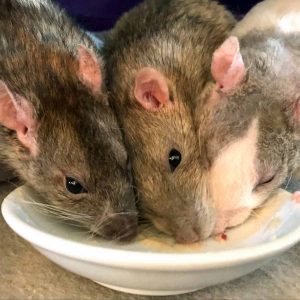 three rats eating from a dish