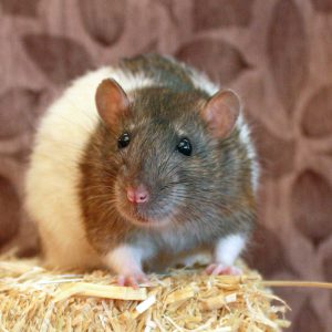 rat standing on hay