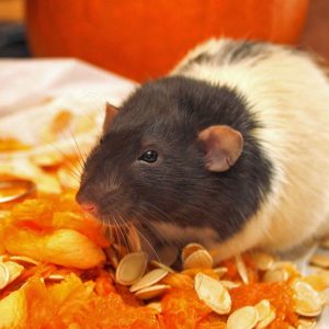 rat with pumpkin seeds