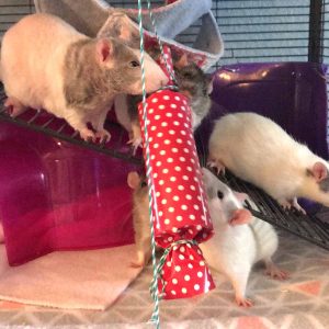 rats with treat tube