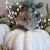 rat posed on holiday decor