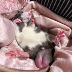 A Few Of My Favorite Rat Photos – Lafeber Co. – Small Mammals