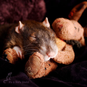 A Few Of My Favorite Rat Photos – Lafeber Co. – Small Mammals