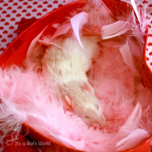 A Few Of My Favorite Rat Photos – Lafeber Co. – Small Mammals