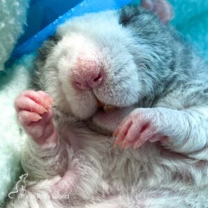 A Few Of My Favorite Rat Photos – Lafeber Co. – Small Mammals