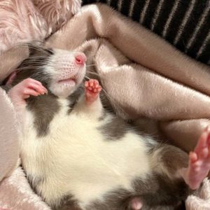 rat sleeping on back atop a blanket