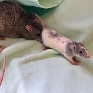 rat sniffs butt of other rat