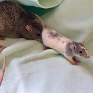  le rat renifle la crosse d'un autre rat 