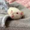 white rat snuggled into gray blanket