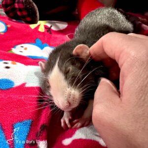 Forming A Bond With Your Rats – Lafeber Co. – Small Mammals
