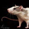 profile of rat standing in front of a black background