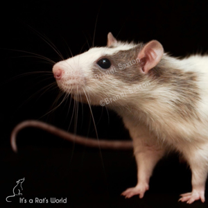 profile of rat standing in front of a black background