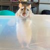 rat standing on hind legs peering over container edge