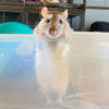 rat standing up and holding on to top of container with his front paws