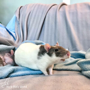 Road Trips With Rats – Lafeber Co. – Small Mammals