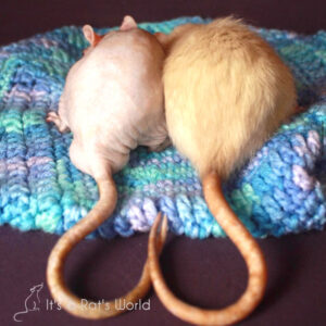 10 Mistakes To Avoid As A Rat Owner – Lafeber Co. – Small Mammals