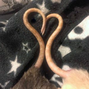 clean rat tails making heart shape